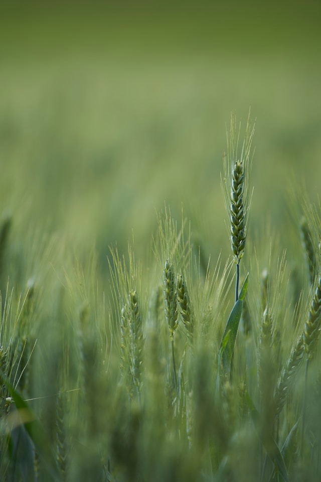 Sustainable Growth